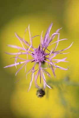 BUITEN BEELD Foto: 181648