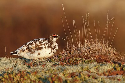 BUITEN BEELD Foto: 181665