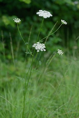 BUITEN BEELD Foto: 181671