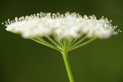 BUITEN BEELD Foto: 181689