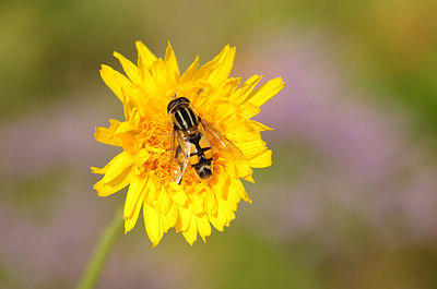 BUITEN BEELD Foto: 181691