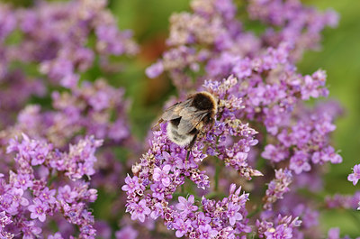 BUITEN BEELD Foto: 181698