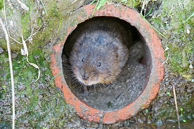 BUITEN BEELD Foto: 181732