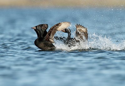 BUITEN BEELD Foto: 181758