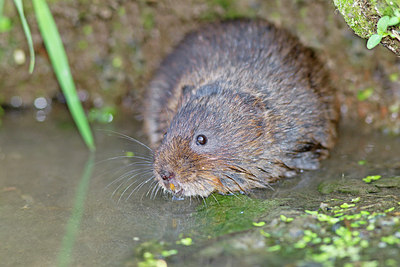BUITEN BEELD Foto: 181759