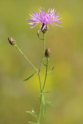 BUITEN BEELD Foto: 181776