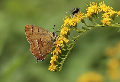 BUITEN BEELD Foto: 181796