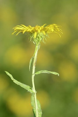 BUITEN BEELD Foto: 181803