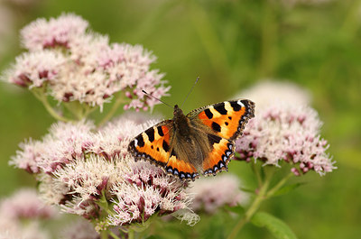 BUITEN BEELD Foto: 181821