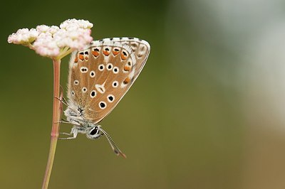 BUITEN BEELD Foto: 181875