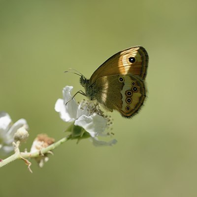 BUITEN BEELD Foto: 182011