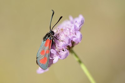 BUITEN BEELD Foto: 182021