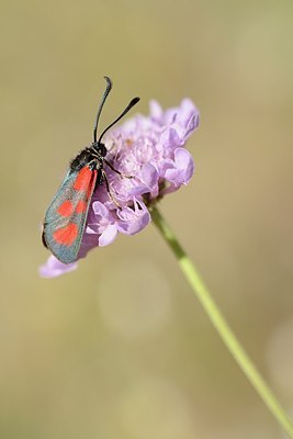 BUITEN BEELD Foto: 182023