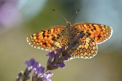 BUITEN BEELD Foto: 182028