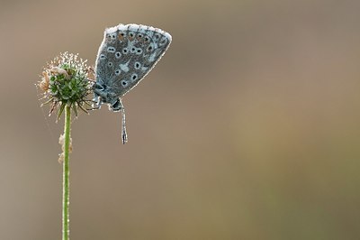 BUITEN BEELD Foto: 182035