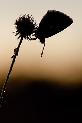 BUITEN BEELD Foto: 182036