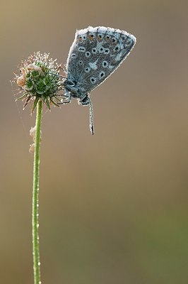 BUITEN BEELD Foto: 182037