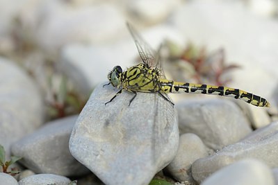 BUITEN BEELD Foto: 182043