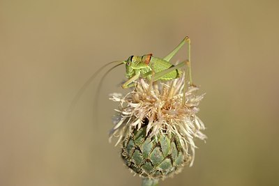 BUITEN BEELD Foto: 182064