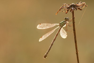 BUITEN BEELD Foto: 182068