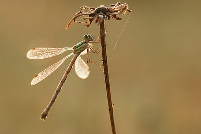 BUITEN BEELD Foto: 182070