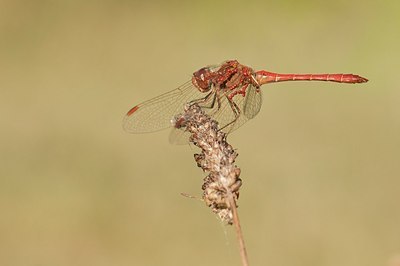 BUITEN BEELD Foto: 182078