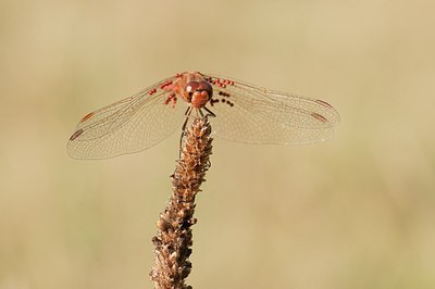 BUITEN BEELD Foto: 182079