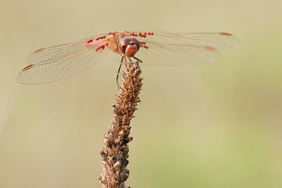 BUITEN BEELD Foto: 182080