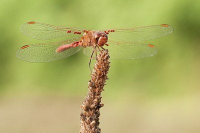 BUITEN BEELD Foto: 182081