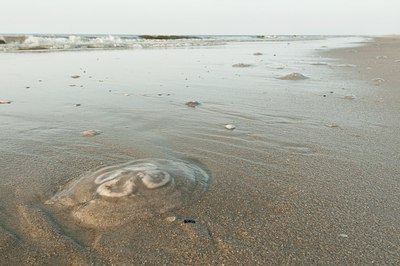 BUITEN BEELD Foto: 182091