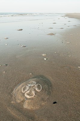 BUITEN BEELD Foto: 182092
