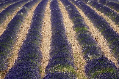 BUITEN BEELD Foto: 182096