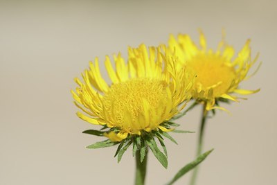 BUITEN BEELD Foto: 182105