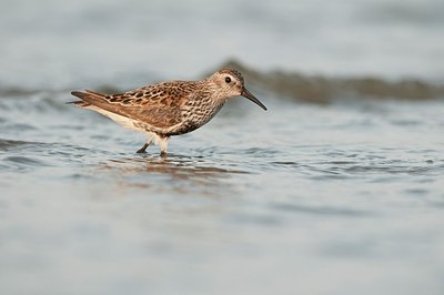 BUITEN BEELD Foto: 182118
