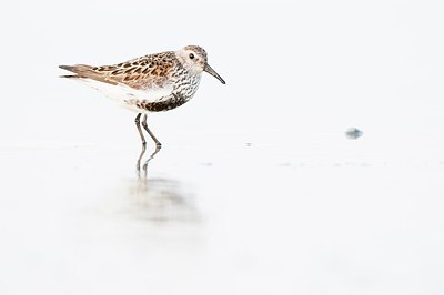 BUITEN BEELD Foto: 182122