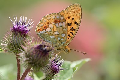 BUITEN BEELD Foto: 182124