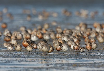 BUITEN BEELD Foto: 182145