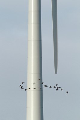 BUITEN BEELD Foto: 182158