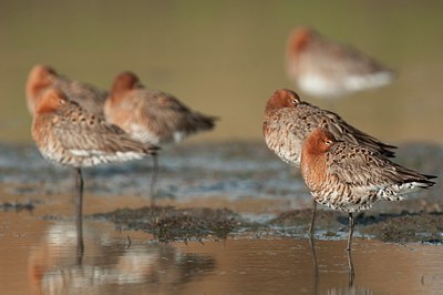 BUITEN BEELD Foto: 182189
