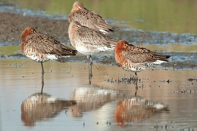 BUITEN BEELD Foto: 182196