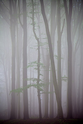 BUITEN BEELD Foto: 182209