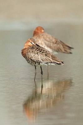 BUITEN BEELD Foto: 182247