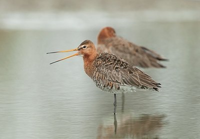 BUITEN BEELD Foto: 182253