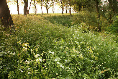 BUITEN BEELD Foto: 182254