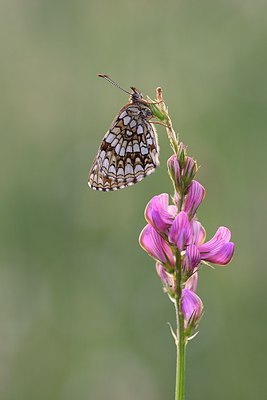 BUITEN BEELD Foto: 182303