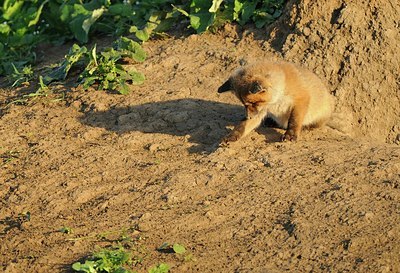 BUITEN BEELD Foto: 182325