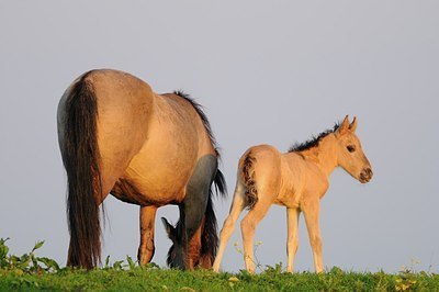 BUITEN BEELD Foto: 182327
