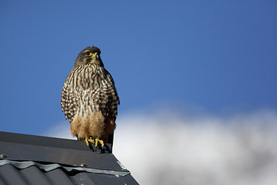 BUITEN BEELD Foto: 182344
