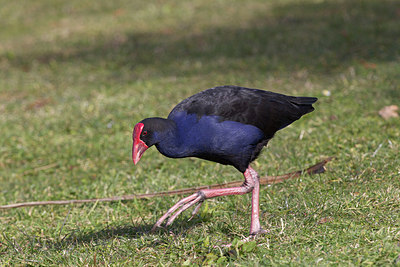 BUITEN BEELD Foto: 182349