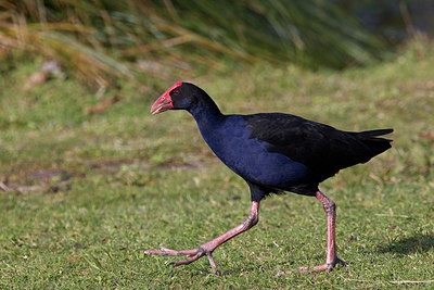 BUITEN BEELD Foto: 182351